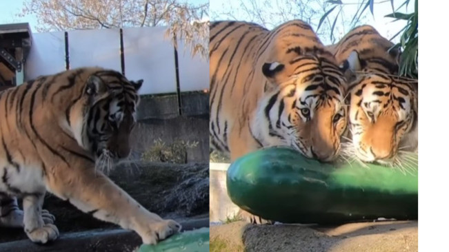 Viral Harimau Kembar Makan Timun Mainan Bikin Netizen Gemes